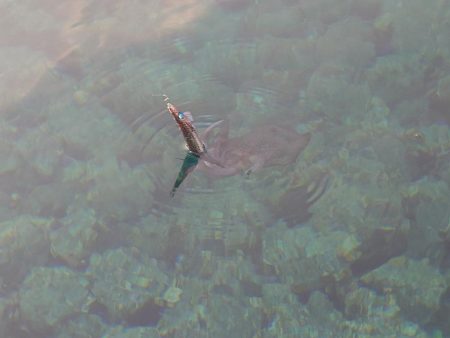 朝からエギングIN対馬