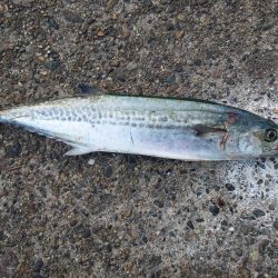 今日も仕事前にサゴシ