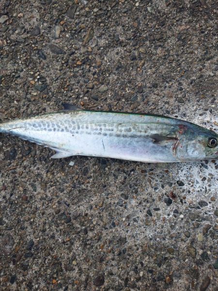 今日も仕事前にサゴシ