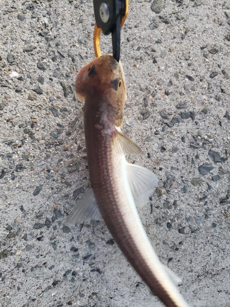 太刀魚は何処に？ふ