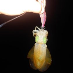 デイ＆ナイトエギングIN対馬