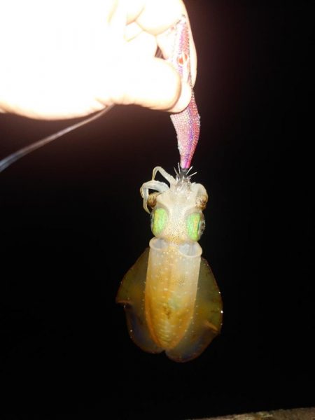 デイ＆ナイトエギングIN対馬