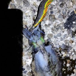 ナイトエギング