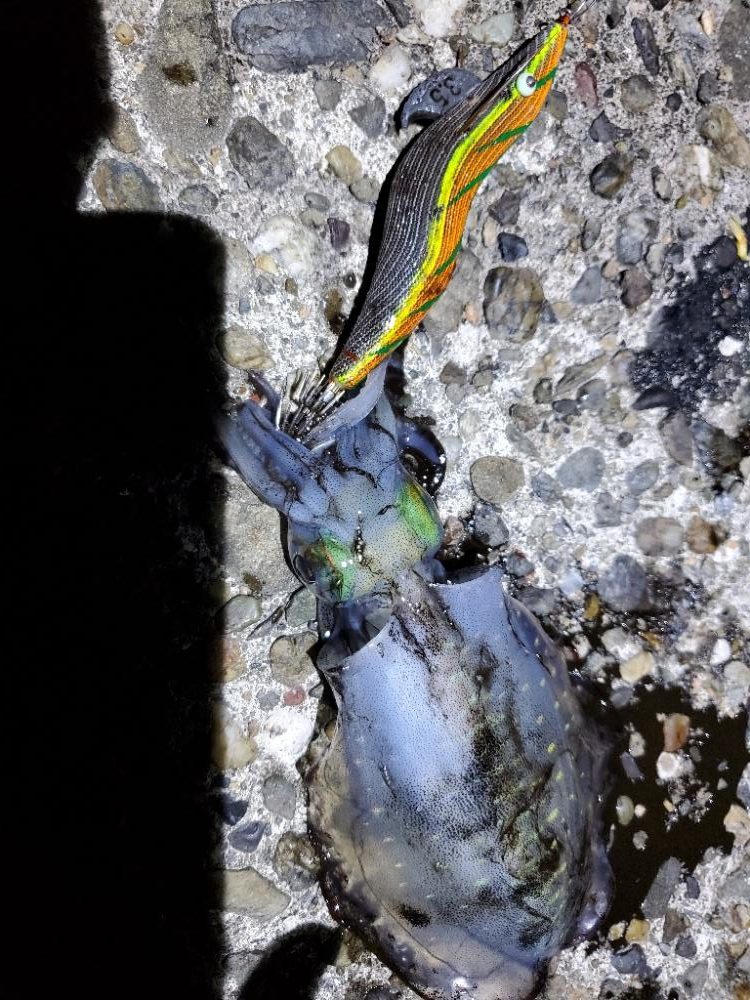 ナイトエギング