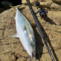 久しぶりの鰤属でした
