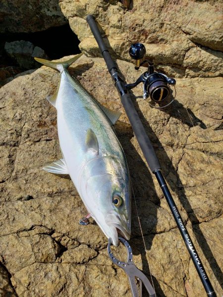 久しぶりの鰤属でした