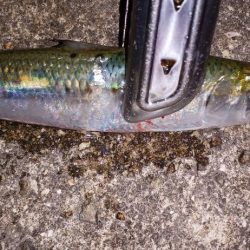 アジ探し＠佐野漁港