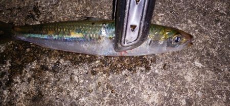 アジ探し＠佐野漁港