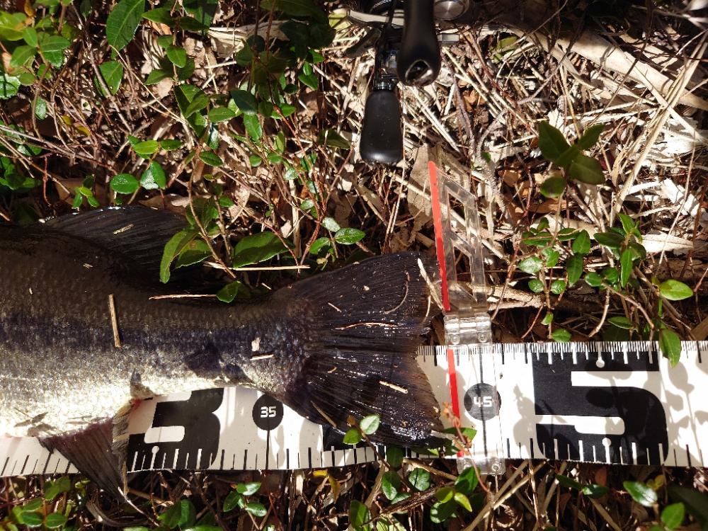 ピーカン昼間はパンチング