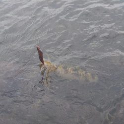 デイ＆ナイトエギングIN対馬