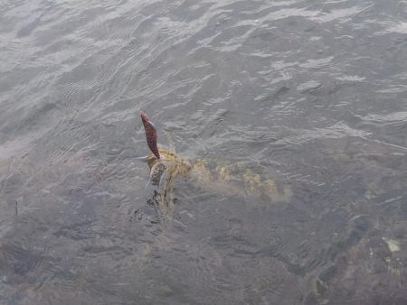 デイ＆ナイトエギングIN対馬