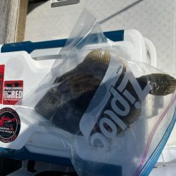 瀬戸内海で初めてカワハギ釣りにチャレンジ