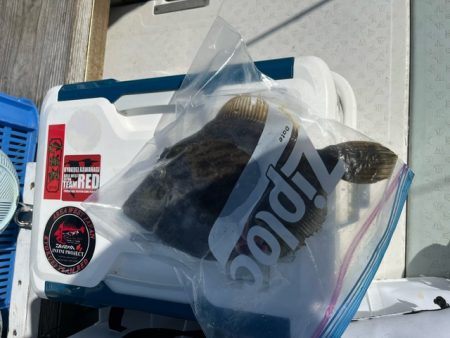 瀬戸内海で初めてカワハギ釣りにチャレンジ