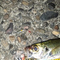 ジャングルジムイベント