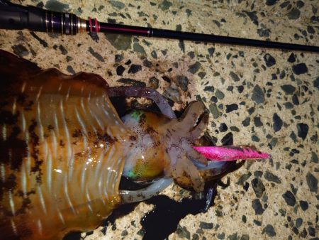 ナイトエギングIN対馬