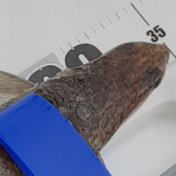 尼崎魚釣り公園でエソ