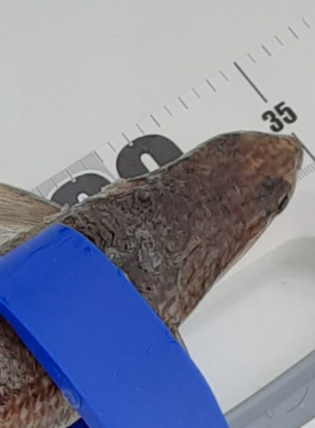 尼崎魚釣り公園でエソ