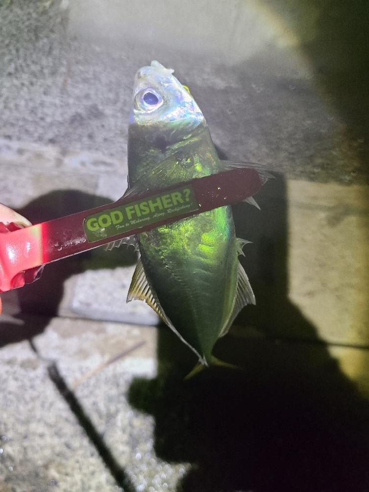 鯵探すの大変😖💦居る❓️居ない❓️