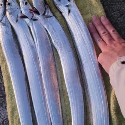 まだまだ釣れてます