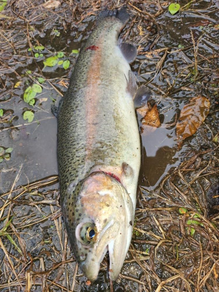 木郷滝自然つりセンター