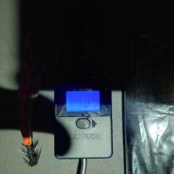 や〜まえエギングIN対馬