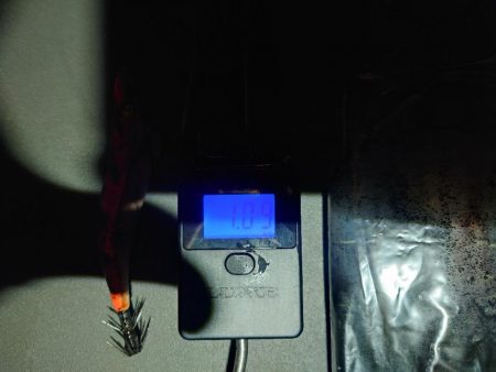 や〜まえエギングIN対馬