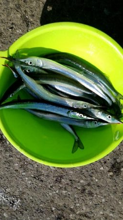 風が強いが好調