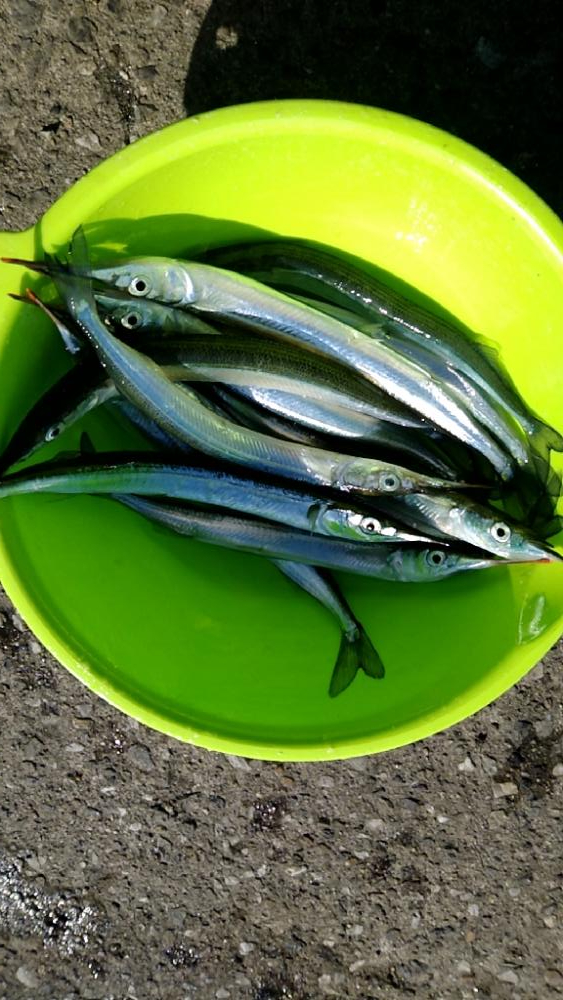 風が強いが好調