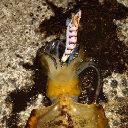 朝マズメエギングIN対馬