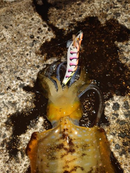 朝マズメエギングIN対馬