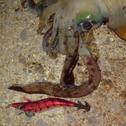 ナイトエギングIN対馬