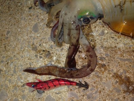 ナイトエギングIN対馬