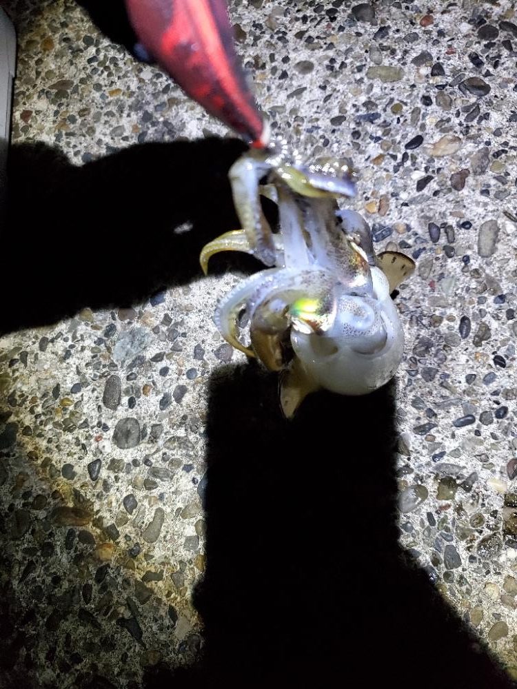 少しだけナイトエギング