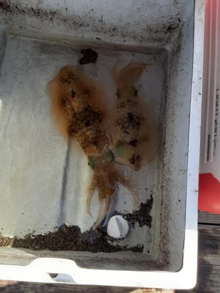 タイラバ　ティップラン