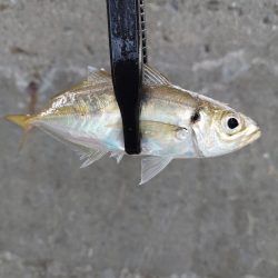 初ベイトフィネスアジング