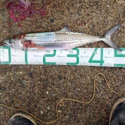 ツバスとサゴシ