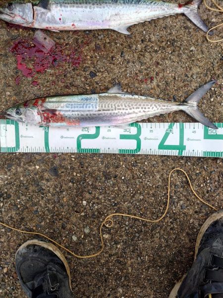 ツバスとサゴシ