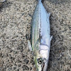 サゴシまわってました