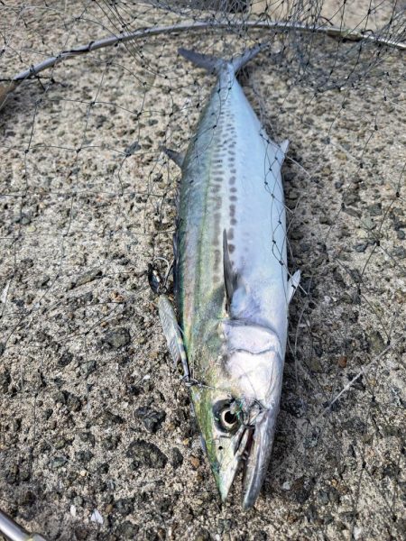 サゴシまわってました