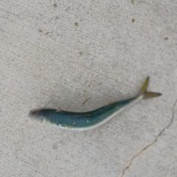 アジ探し@大阪南