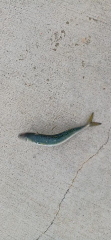 アジ探し@大阪南