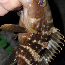 ライトフィッシングは幅広く楽しめる