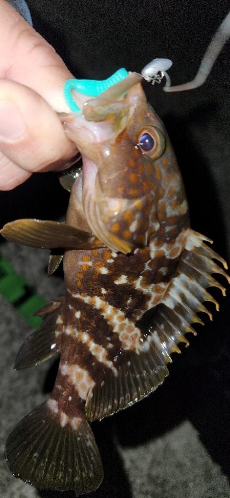 ライトフィッシングは幅広く楽しめる