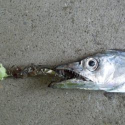 そろそろ終盤かな…？