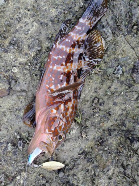 ロックフイッシュ＆シーバス