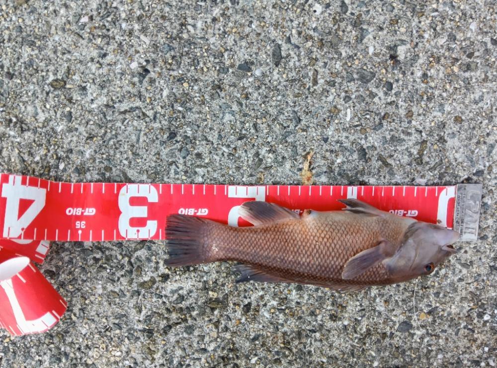 コブダイ釣りと五目釣り