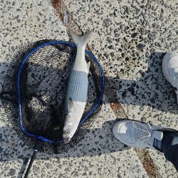 急遽休みになったので。