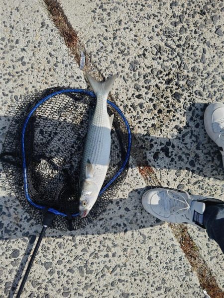 急遽休みになったので。