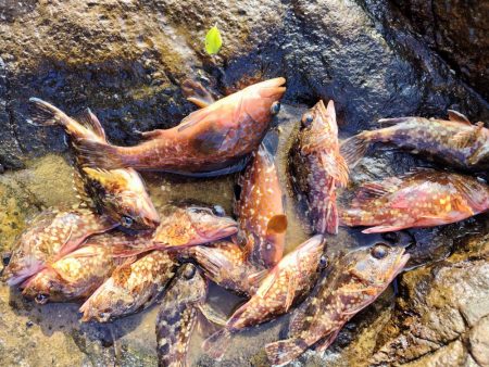 青物＆シーバス