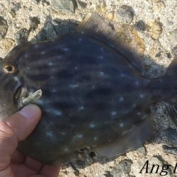 姫路のカワハギ、まだいける。